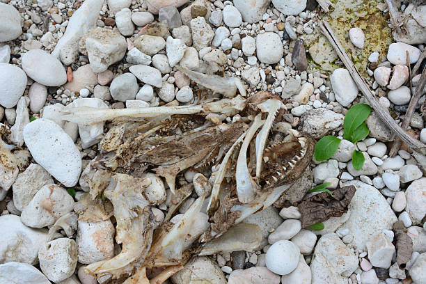 istock Weathered Animal Bones on Rocky Shoreline 2243185745