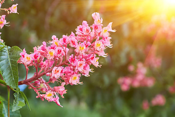 Natural spring background. Blooming pink chestnut close-up. Blurred background.
