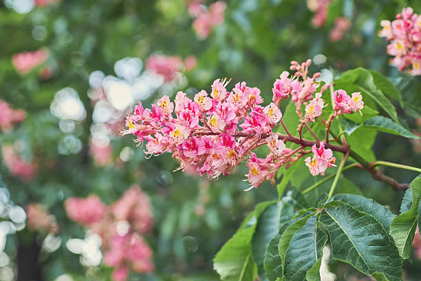 Natural spring background. Blooming pink chestnut close-up. Blurred background.