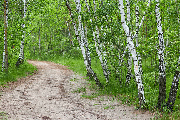 A dirt pathway lined with tall birch trees under a clear blue sky. The natural green canopy and dappled light create a peaceful, scenic atmosphere perfect for nature, travel, or relaxation themes.