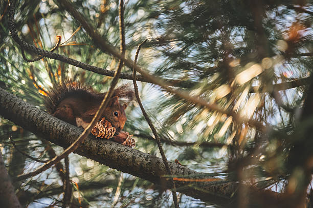 An Eurasian red squirrel in a spruce tree eating a spruce cone seeds, back lit, matte effect, horizontal