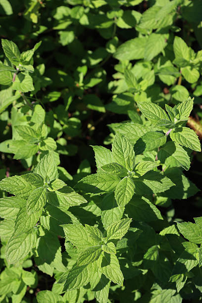 istock Wild mint green plants. Mentha spicata 2243187041