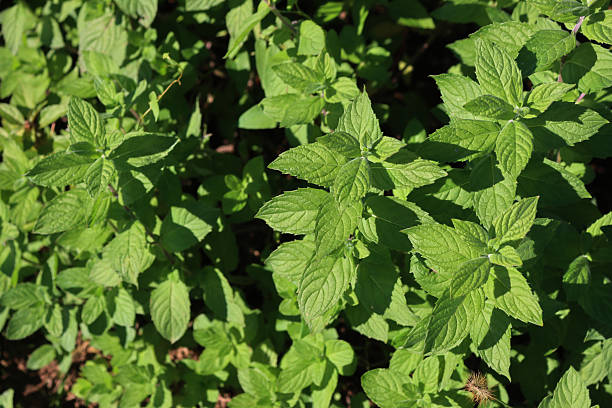 istock Wild mint green plants. Mentha spicata 2243187145