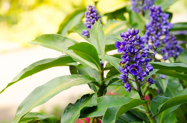 Blue ginger flower (Dichorisandra thyrsiflora) in a spring season at a botanical garden, is a species of tropical flowering plant which resembles ginger in growth and habit, but is actually related to the spiderworts (the genus Tradescantia).
