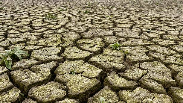 istock Deeply Cracked, Dry Earth with Emerging Green Plants 2243188639