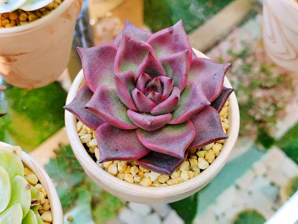 Echeveria Agavoides v Romeo Rubin