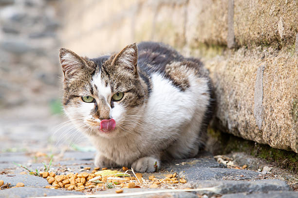 istock A Playful Stray Cat Happily Enjoying Its Meal Outdoors in Nature 2243190274