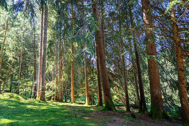 Peaceful woodland scene with sunlight filtering through tall pine and fir trees in Trentino, northern Italy. Soft green grass and moss-covered rocks create a calm, natural atmosphere typical of alpine forests in the Dolomites region. Perfect concept for tranquility, nature, and wilderness.