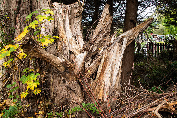 Decaying tree stump beside a river surrounded by woodland foliage, showing natural textures, ageing wood, and signs of forest decay.