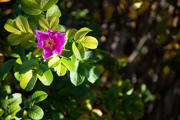 A single pink Rugosa rose with green leaves growing by the River Lea, capturing the beauty of wildflowers along the riverside.