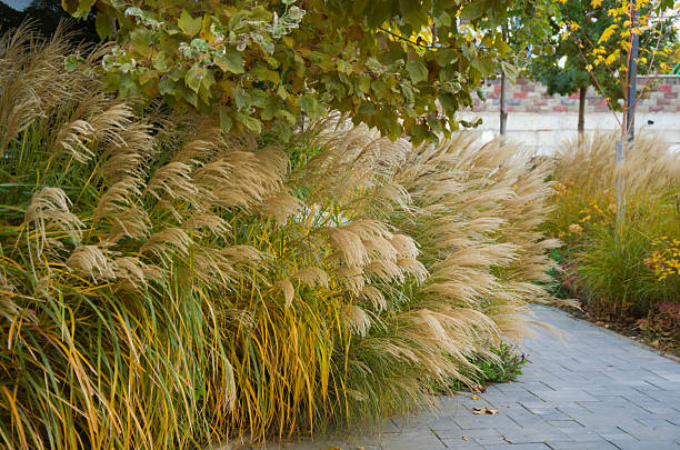 istock Autumnal Landscape Feathery Ornamental Grasses Lining a Paved Pathway 2243191744
