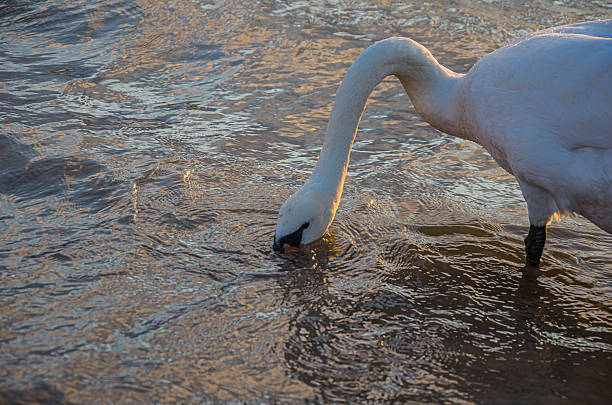 istock White Swan Foraging in Rippling Water During Golden Sunset Hour 2243193614