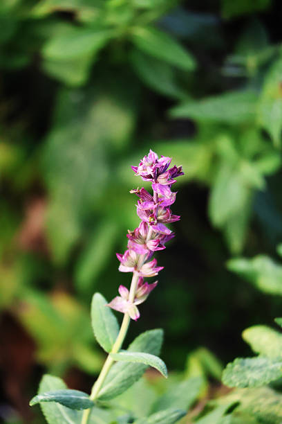purple flowers of the sage flower, many violet sage flowers