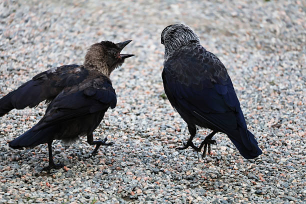 istock A western jackdaw bird mother with it’s hungry kid 2243194737