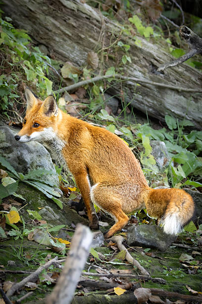 istock Red fox marking its territory in natural habitat 2243194910