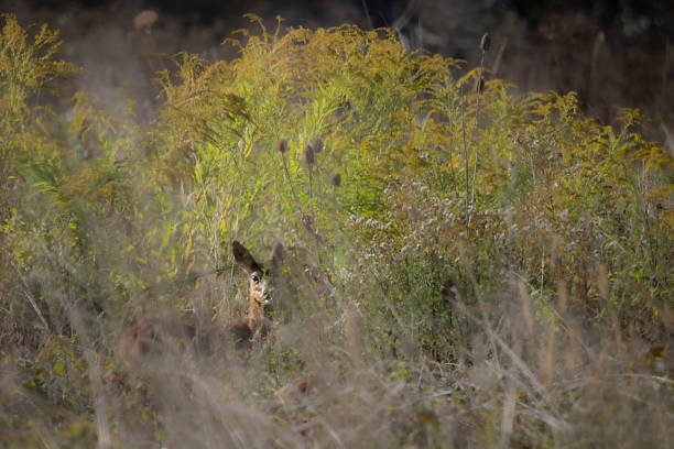 istock Female roe deer standing alert in green grass 2243194931