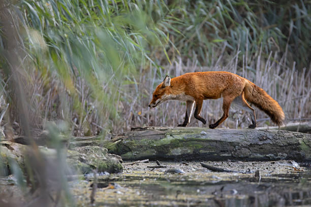 A red fox (Vulpes vulpes) carefully walking over a fallen tree while searching for food in its natural habitat. Captured in a woodland environment, the scene shows the fox's agility, curiosity, and hunting behavior. Perfect for wildlife editorials, nature magazines, and educational content.