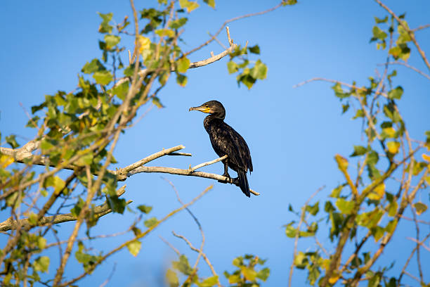 istock Great cormorant resting on a branch above the water 2243195003