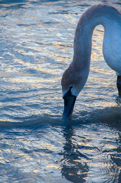istock Serene Swan Foraging in Shallow Water at Dusk 2243195060
