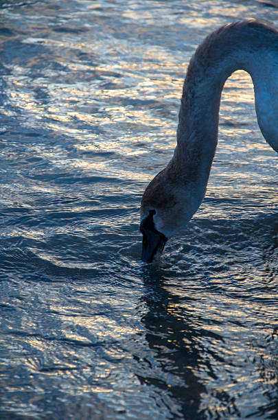 istock Swan Dipping Its Head into Shimmering Blue Water at Sunset 2243195113