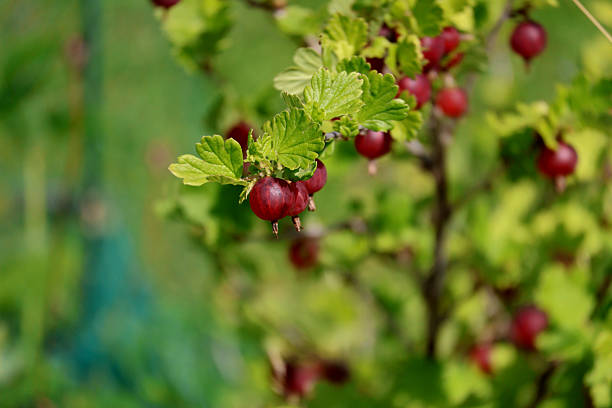 Gooseberry fruits