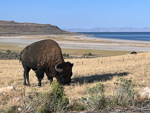 istock Bison Close Up at the Great Salt Lake 2243195943