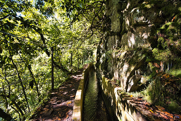 Hiking path following a traditional levada irrigation canal carved into a rocky cliff in Madeira’s lush Laurisilva forest.