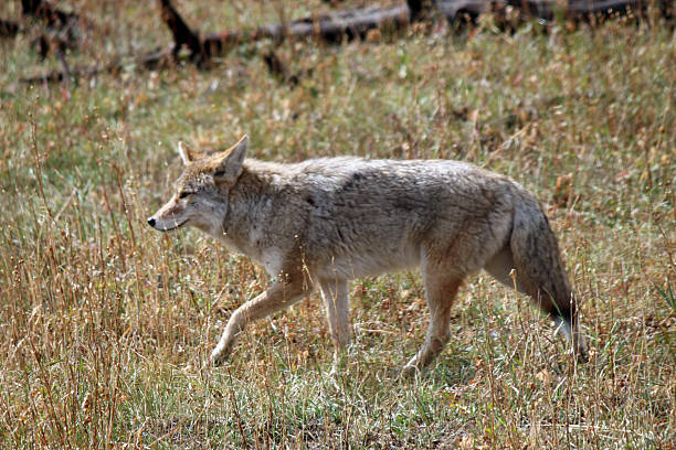 istock Coyote at Yellowstone National Park 2243196185
