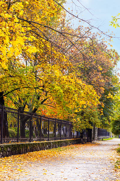 istock Bright autumn leaves lining a serene path by a park fence during a sunny afternoon 2243196773