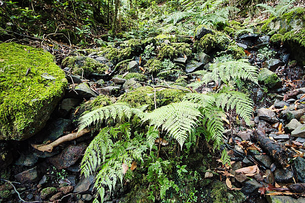 Green ferns and moss covering a shaded rock face in Madeira’s Laurisilva forest, illustrating natural biodiversity.