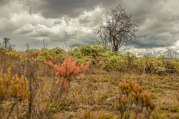istock Burnt bushes in a semi desert area 2243199226