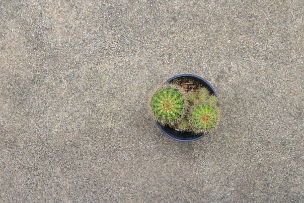 High angle view of Indian head cactus or Parodia ottonis in plant pot placed on cement floor in garden, this cactus species is found in Argentina, Brazil, Paraguay and Uruguay
