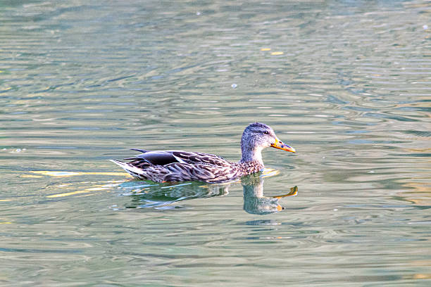 istock Female mallard duck in the water 2243201787