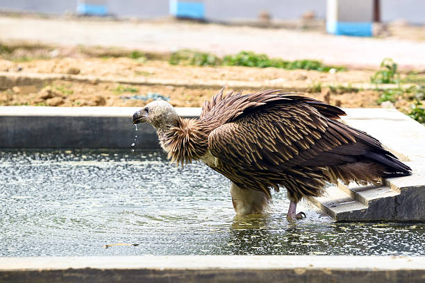 Brown Vulture Drinking Water From a Concrete Pool At an Outdoor Construction Site