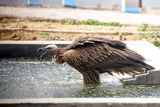 istock Brown Vulture Drinking Water From a Concrete Pool At an Outdoor Construction Site 2243203025