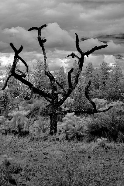 istock Sonora Desert Arizona in Infrared 2243205998