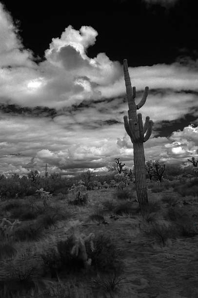Sonora Desert Arizona in black and white infrared