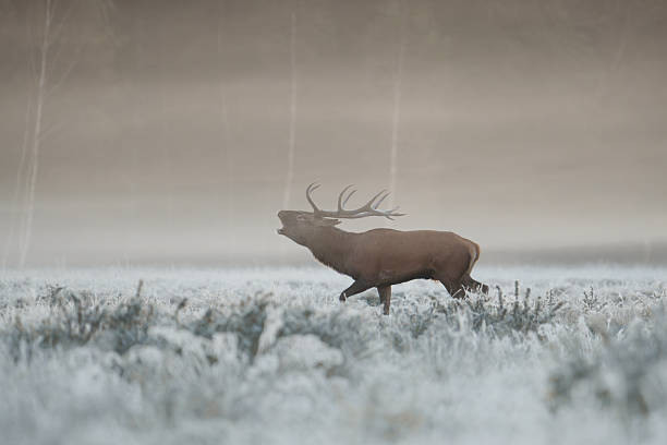 istock Elk Standing in Frosty Field 2243206703