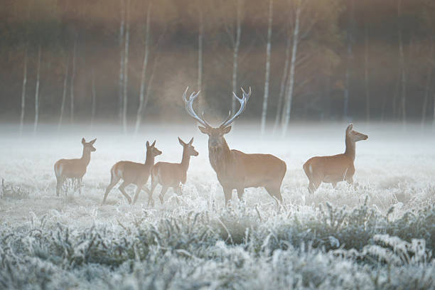 istock Deer in Frosty Winter Landscape 2243206707