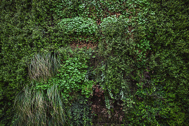 Green wall with various plants creating a vertical garden background