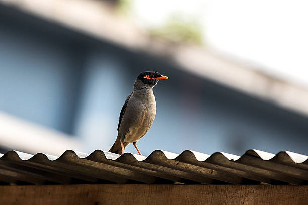 istock Common Myna Bird Perched on Roof Ridge With Bright Red Beak and Dark Head 2243207590