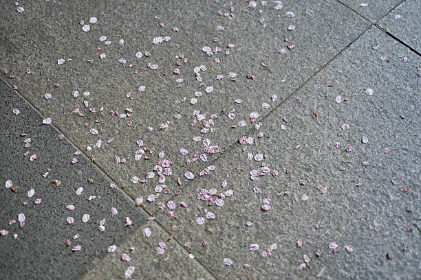 Scattered cherry blossom Pink Petals on Stone Pavement