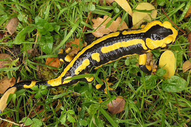 istock Adult Fire Salamander 2243209244