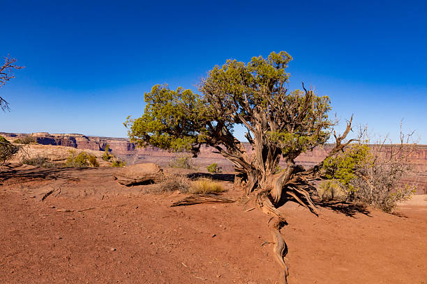 Dead Horse Point and Canyonlands National Park, near Moab, Utah, are iconic desert landscapes showcasing dramatic canyons, mesas, and sweeping vistas. Dead Horse Point State Park offers a breathtaking overlook of the Colorado River winding through a 2,000-foot-deep canyon, providing one of the most photographed panoramas in the Southwest. Nearby, Canyonlands National Park is divided into distinct districts, including the Island in the Sky, the Needles, and the Maze, each featuring unique rock formations, hiking trails, and opportunities for adventure. The region’s red rock scenery, sculpted over millions of years, attracts hikers, photographers, and nature lovers seeking awe-inspiring views and solitude.
