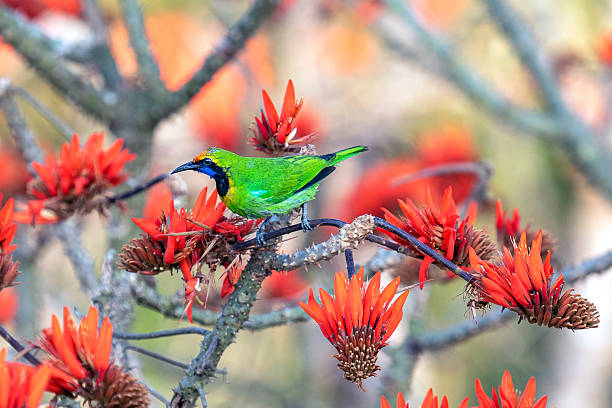 istock Vibrant Golden-fronted Leafbird Perched On Red Orange Flowers In Branches, Tropical Wildlife Portrait Scene Closeup 2243213849
