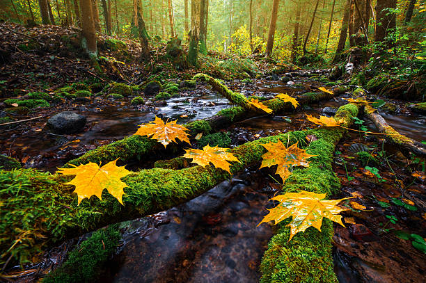 Yellow autumn leaves rest on moss-covered logs across a forest stream. The stream flows through a densely wooded area with trees and undergrowth. Sunlight filters through the forest canopy.