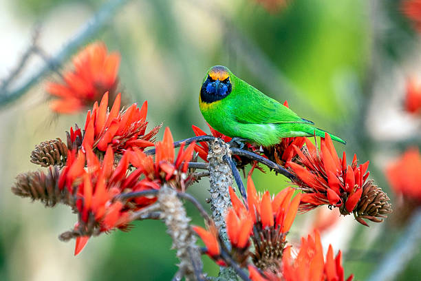 istock Vibrant Golden-fronted Leafbird Perched On Red Orange Flowers In Branches, Tropical Wildlife Portrait Scene Closeup 2243214536