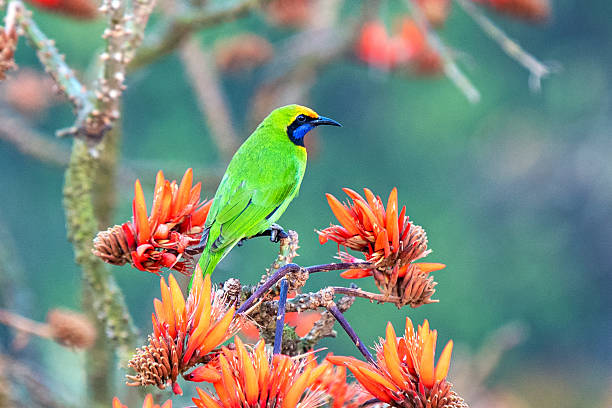 istock Vibrant Golden-fronted Leafbird Perched On Red Orange Flowers In Branches, Tropical Wildlife Portrait Scene Closeup 2243214558