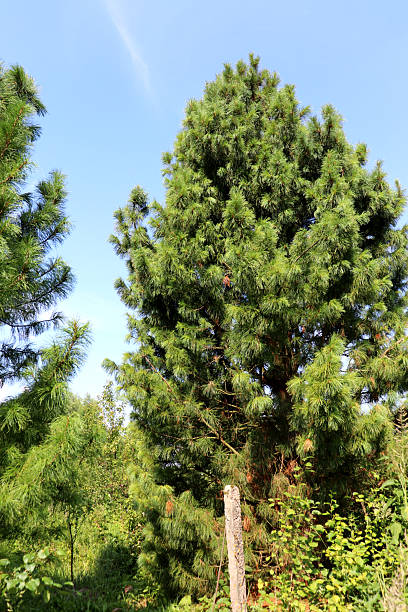 istock A tall cedar tree in a garden against a blue sky on a sunny summer day 2243217832