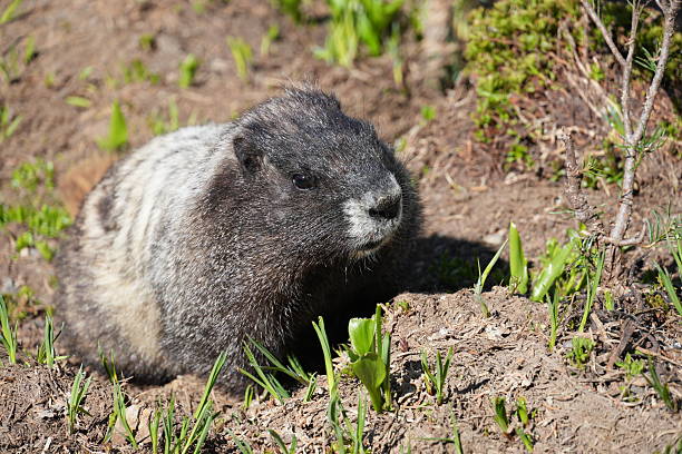Alpine marmot pauses on rock above mountains, Whistler, BC